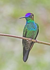 utils/thumbs/Trochilidae/Heliodoxa_MMzmnMRzexey283nCt9xnK.jpg