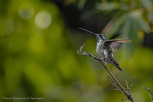Heliomaster constantii