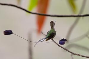 utils/thumbs/Trochilidae/Loddigesia_N5aZTb2MznBgmhqowUXw2m.jpg