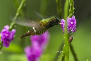Lophornis helenae