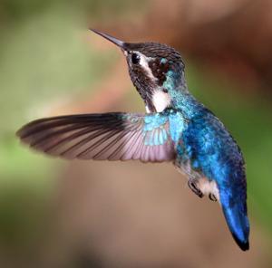 Mellisuga helenae