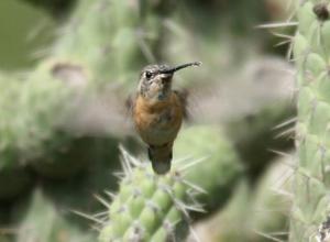 utils/thumbs/Trochilidae/Myrtis_k5rGdVxj4uQCSUoVjbNu8u.jpg