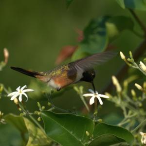 utils/thumbs/Trochilidae/Nesophlox_34Q3Fctcd4VoVqk7tM7bm7.jpg