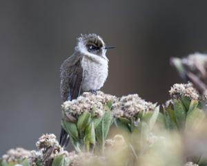 utils/thumbs/Trochilidae/Oxypogon_R43rFyAwpkvRghkM6GGVZt.jpg
