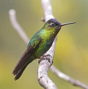 utils/thumbs/Trochilidae/Panterpe_Rz7EXW3XwSTzcatFXK8mWf.jpg