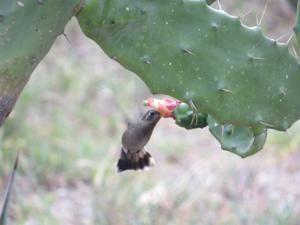 Phaeoptila sordida