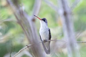 utils/thumbs/Trochilidae/Ramosomyia_gwUVMCcSnDuhpjndpV43nW.jpg
