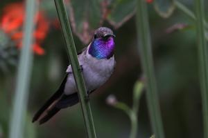 utils/thumbs/Trochilidae/Rhodopis_KtyAJseTDv6b5tJ7QNA8Pm.jpg