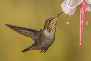 Selasphorus flammula