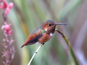 utils/thumbs/Trochilidae/Selasphorus_AwZJg8FKbuadsAfuoAVNmW.jpg