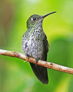 utils/thumbs/Trochilidae/Taphrospilus_gvjaoBkPG96rEhgvMQqVmq.jpg