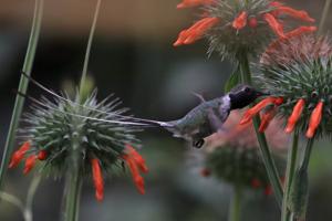 utils/thumbs/Trochilidae/Thaumastura_UVvx7GBcMKVWsdJi5d8N6R.jpg