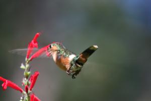 utils/thumbs/Trochilidae/Tilmatura_BzKkAMcxFcqMfbfYu6zrAN.jpg