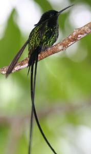 Trochilus scitulus