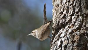 Thryomanes bewickii