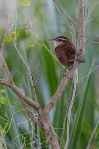 Thryothorus ludovicianus