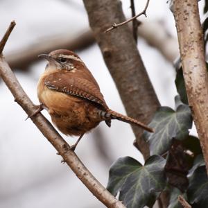 Thryothorus ludovicianus