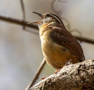 Thryothorus ludovicianus