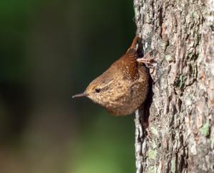 Troglodytes hiemalis