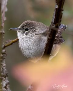 Troglodytes hiemalis