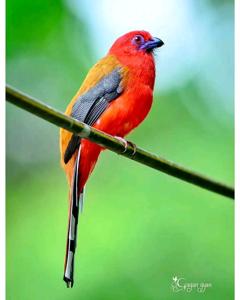 Harpactes erythrocephalus