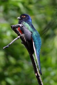 Trogon surrucura