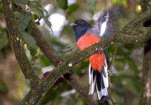 Trogon surrucura