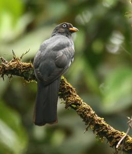 Trogon clathratus