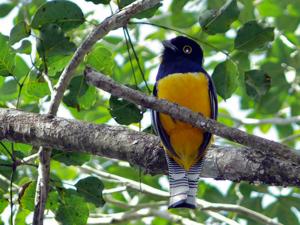 Trogon violaceus