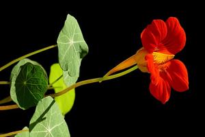 Tropaeolum majus