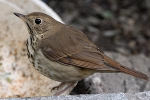 utils/thumbs/Turdidae/Catharus_8SRoeAxLRutfxvopBR6Uh6.jpg