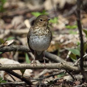 Catharus ustulatus