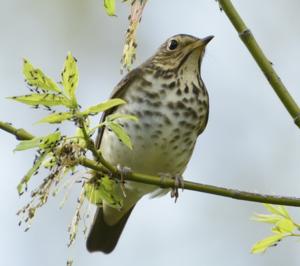 Catharus ustulatus