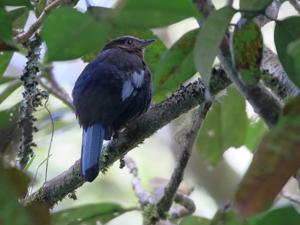 utils/thumbs/Turdidae/Cochoa_FykVJ5gcJS26h8vSuxYb7a.jpg