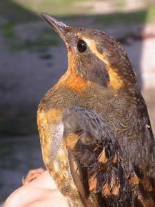 Ixoreus naevius