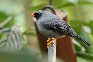 Myadestes melanops