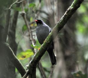 utils/thumbs/Turdidae/Myadestes_Zqngh5o3KnsHzxaAQCwhRD.jpg