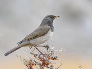 utils/thumbs/Turdidae/Turdus_EjhgdEnkc6JvDBPoCDrFPJ.jpg
