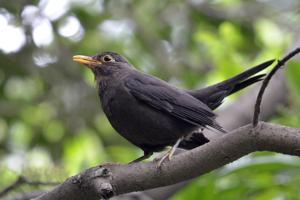 Turdus mandarinus