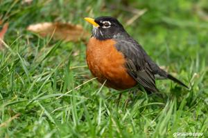 Turdus migratorius