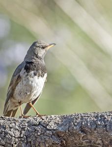 utils/thumbs/Turdidae/Turdus_gqCrTPGGq9PrsSEgsZWu5r.jpg