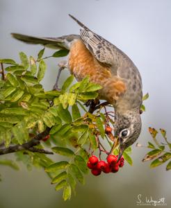 Turdus migratorius