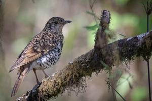 utils/thumbs/Turdidae/Zoothera_bWdRcZBDvWm8kSmhkTMS7i.jpg