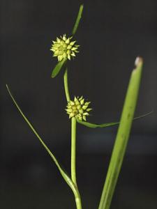 utils/thumbs/Typhaceae/Sparganium_Vide8k3zHEa9Np5hxmDcbs.jpg