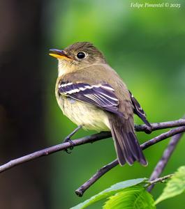 utils/thumbs/Tyrannidae/Empidonax_jkLrs5BZHFkBasZwiaJhCZ.jpg
