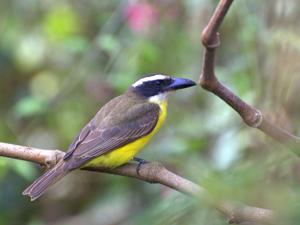 Megarynchus pitangua