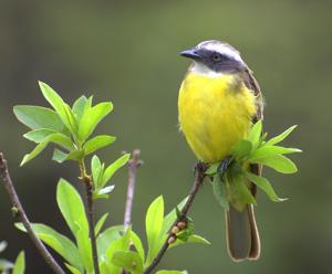 utils/thumbs/Tyrannidae/Myiozetetes_6gSPWqikufhz6uus62bcux.jpg