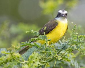 Myiozetetes cayanensis