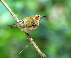 Poecilotriccus plumbeiceps