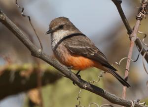 Pyrocephalus obscurus